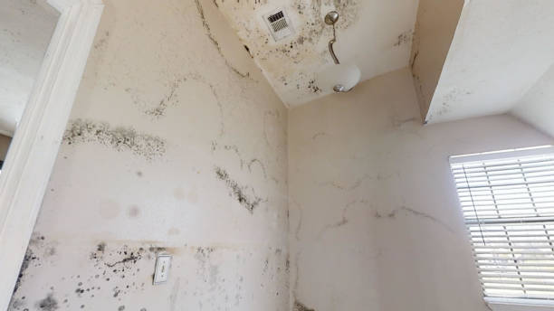 Professional Mold Removal in Beesleys Point, NJ