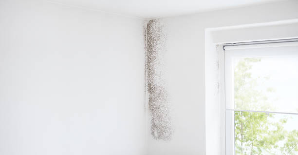 Best Asbestos and Lead Testing During Mold Inspection  in Beesleys Point, NJ