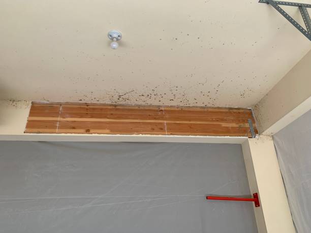 Best Real Estate Mold Inspection  in Beesleys Point, NJ